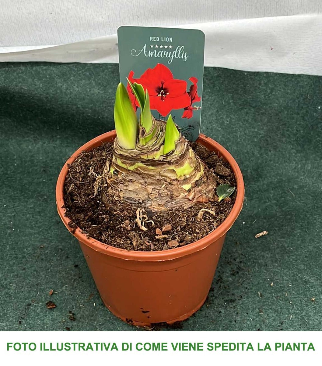 AMARYLLIS RED LIONO ROSSO VASO 12CM