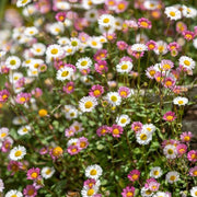 ERIGERON KARVINSKIANUS VASO 18CM