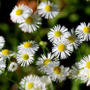 ERIGERON KARVINSKIANUS VASO 14CM