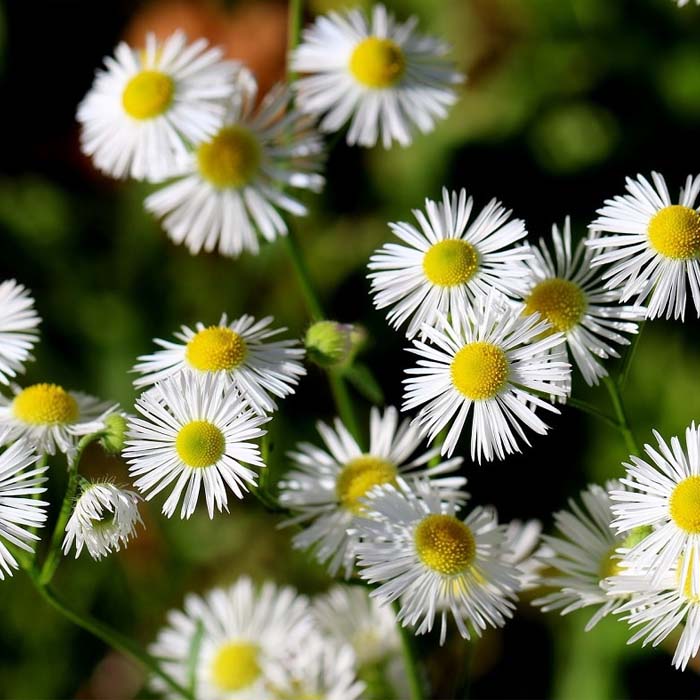 ERIGERON KARVINSKIANUS VASO 14CM
