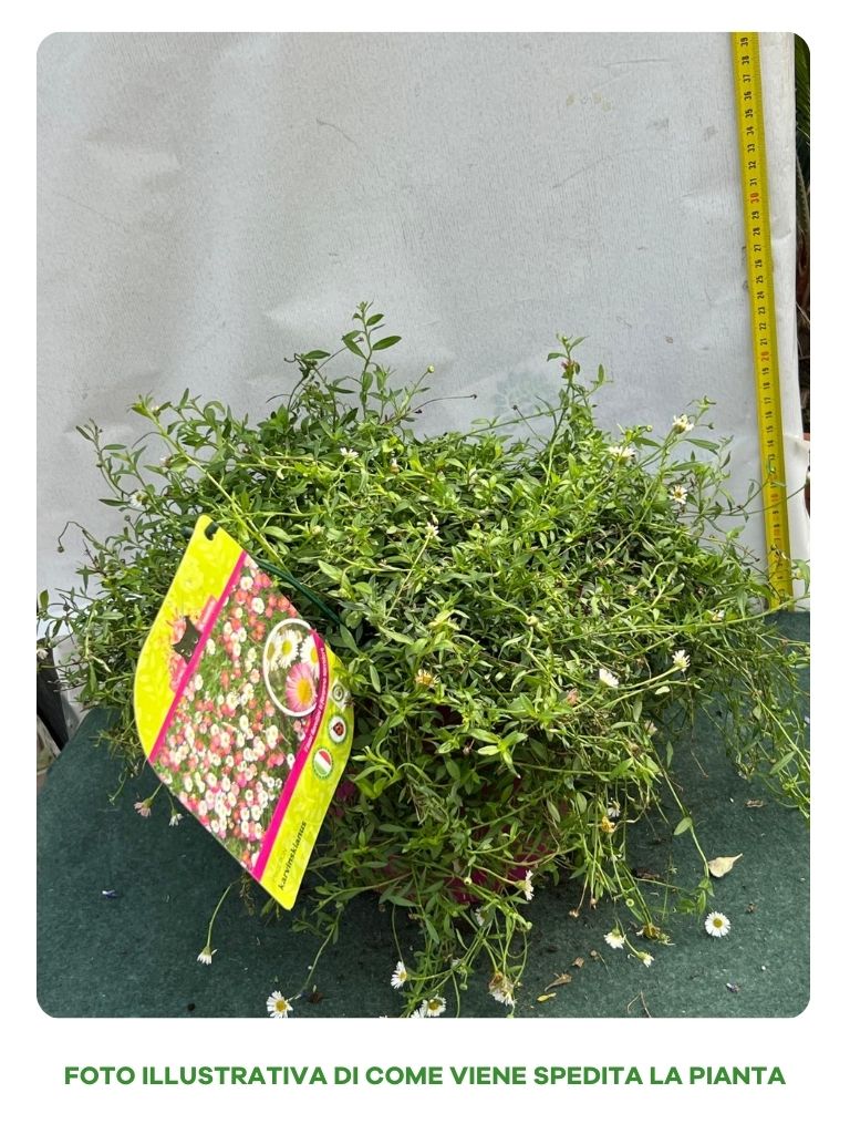 ERIGERON KARVINSKIANUS VASO 18CM