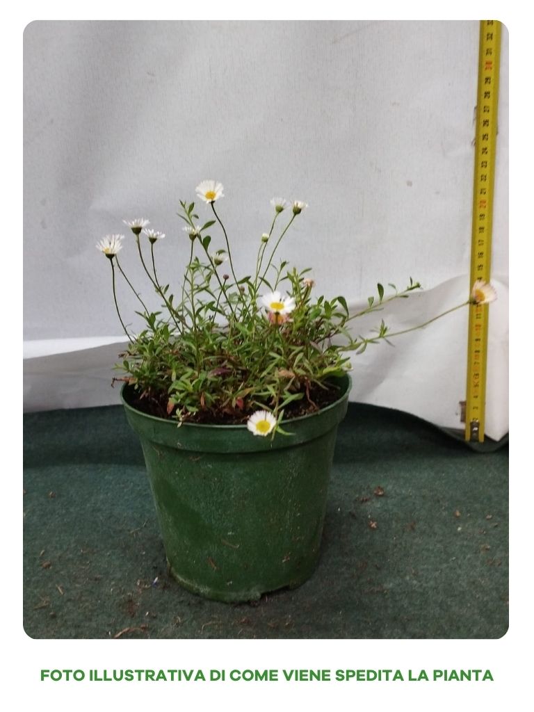 ERIGERON KARVINSKIANUS VASO 14CM