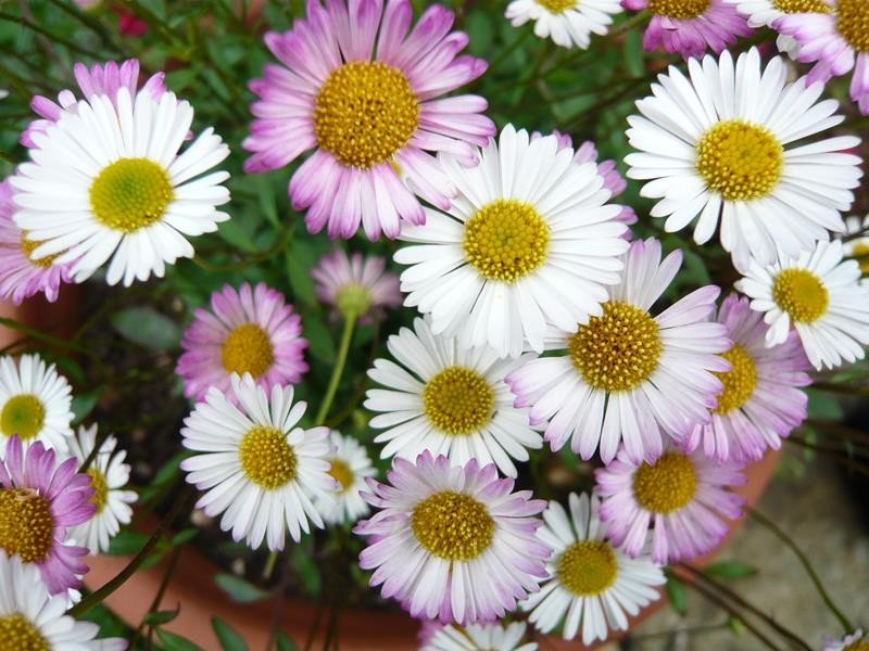 ERIGERON KARVINSKIANUS VASO 15CM