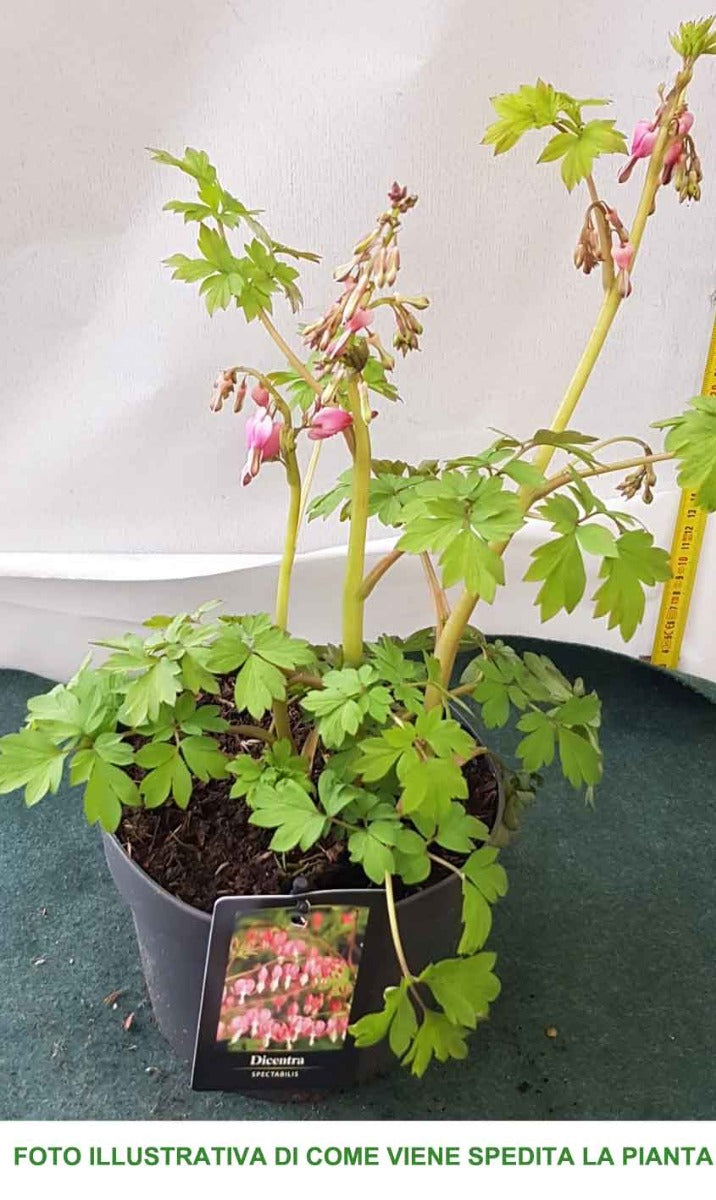 DICENTRA SPECTABILIS CUOR DI MARIA IN VASO 18CM
