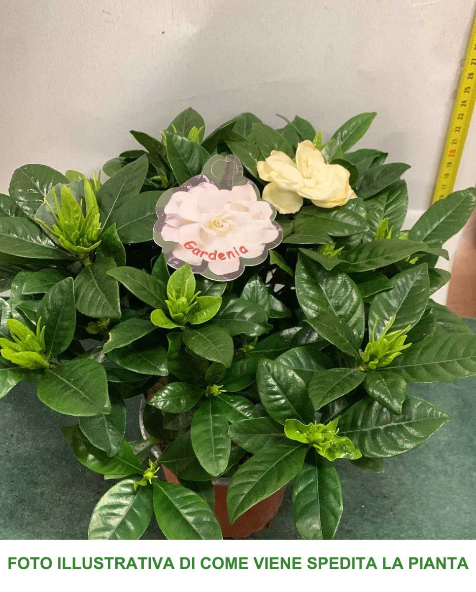 GARDENIA VASO 14CM