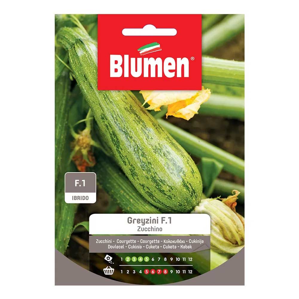 SEMI ZUCCHINO GREYZINI
