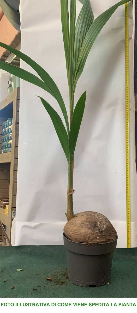 COCOS NUCIFERA PALMA DA COCCO IN VASO 19CM