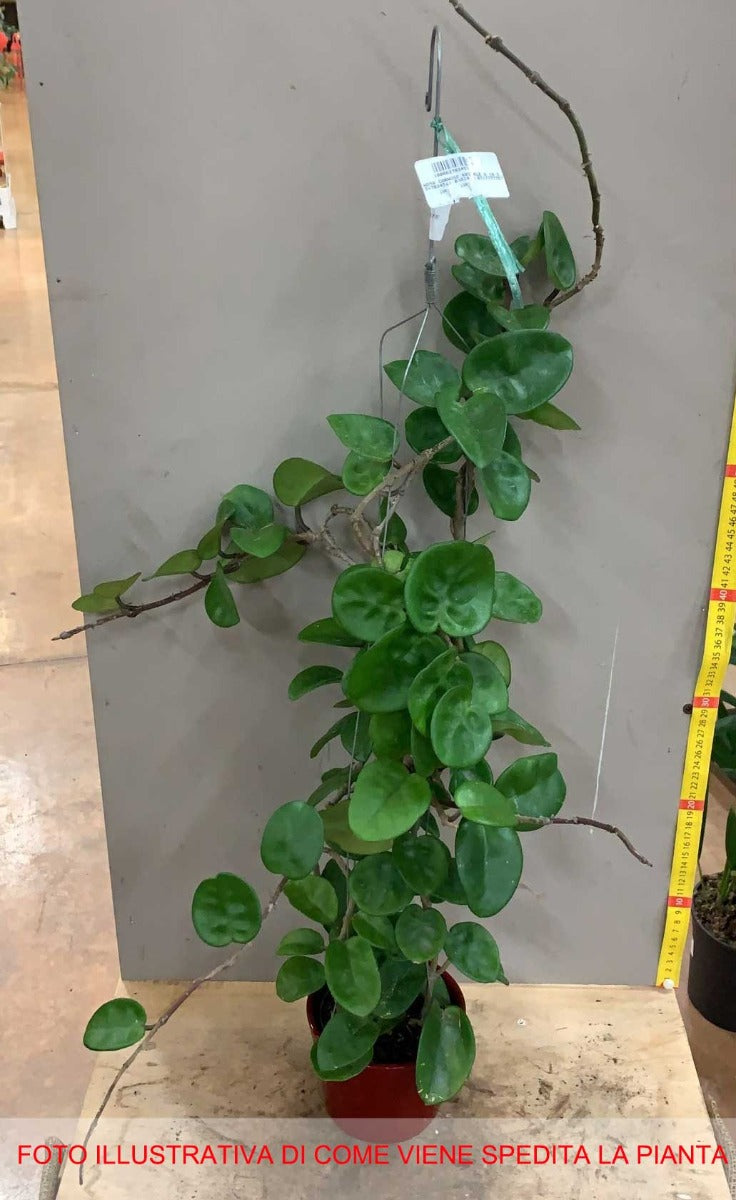 HOYA KRINKLE FIORE DI CERA PROFUMO DI CIOCCOLATO VASO 10.5CM