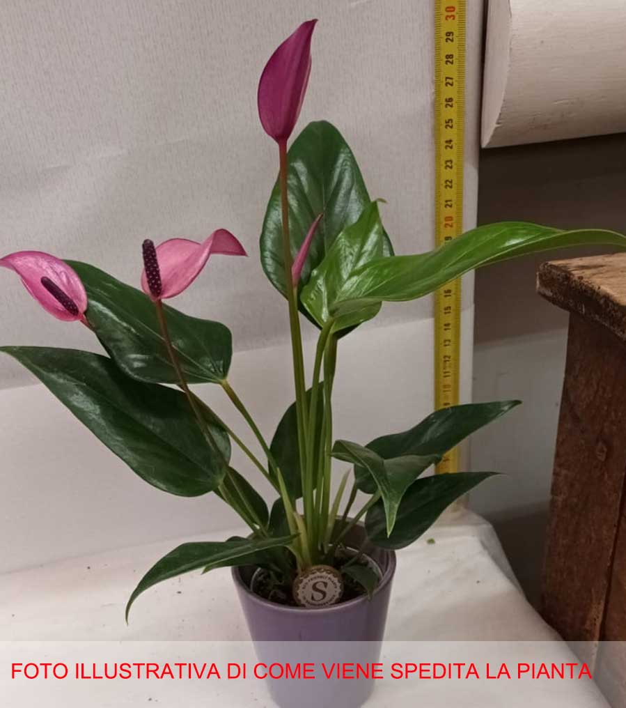 ANTHURIUM ZIZOU CON COPRIVASO CERAMICO VIOLA 7CM