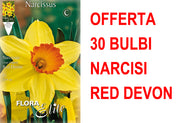 OFFERTA 30 BULBI NARCISO LARGE-CUPPED RED DEVON