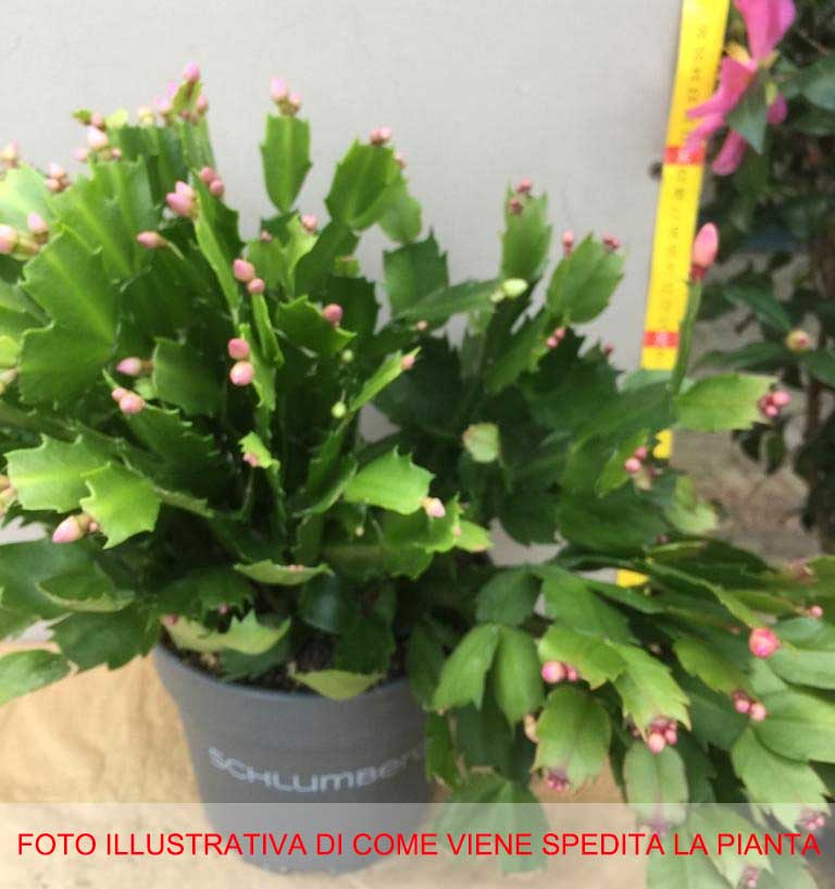 SCHLUMBERGERA ROSA CACTUS DI NATALE IN VASO 17CM