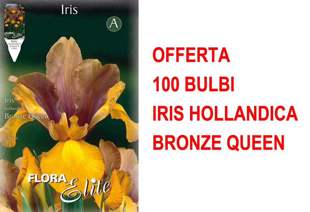 OFFERTA 100 BULBI IRIS HOLLANDICA BRONZE QUEEN
