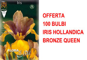 OFFERTA 100 BULBI IRIS HOLLANDICA BRONZE QUEEN