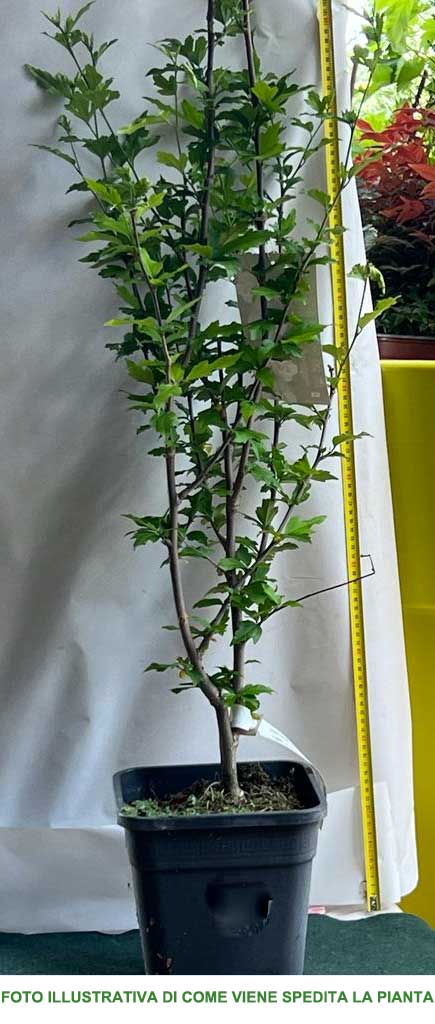 IBISCO SYRIACUS ELEONORE IN VASO 23CM