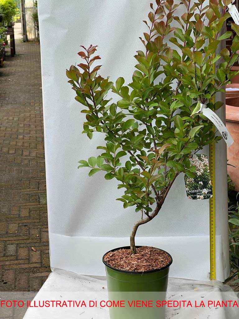 LAGERSTROEMIA INDICA INDIYA CHARMS NEIGE D’ETÉ VASO 18CM