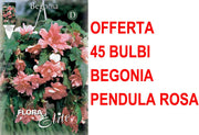 OFFERTA 45 BULBI BEGONIA PENDULA ROSA