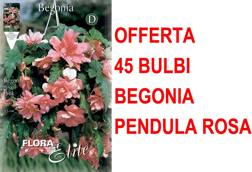 OFFERTA 45 BULBI BEGONIA PENDULA ROSA