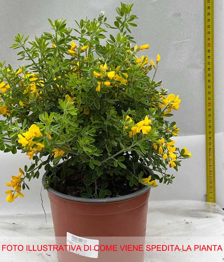 CYTISUS PORLOCK GENISTA GIALLA IN VASO 16CM