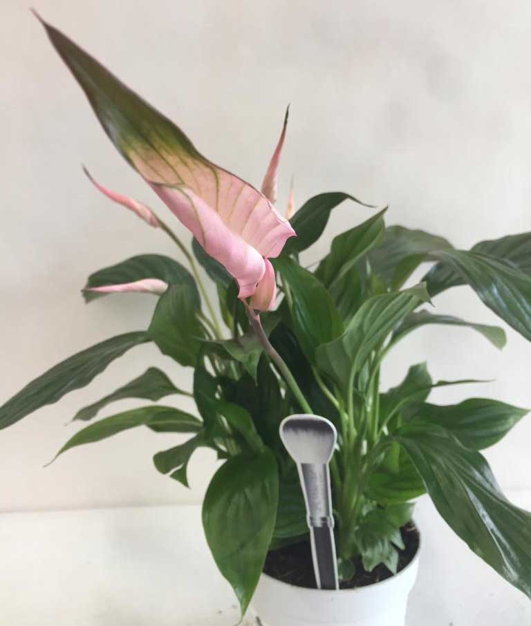 SPATHIPHYLLUM BELLINI VASO 13CM
