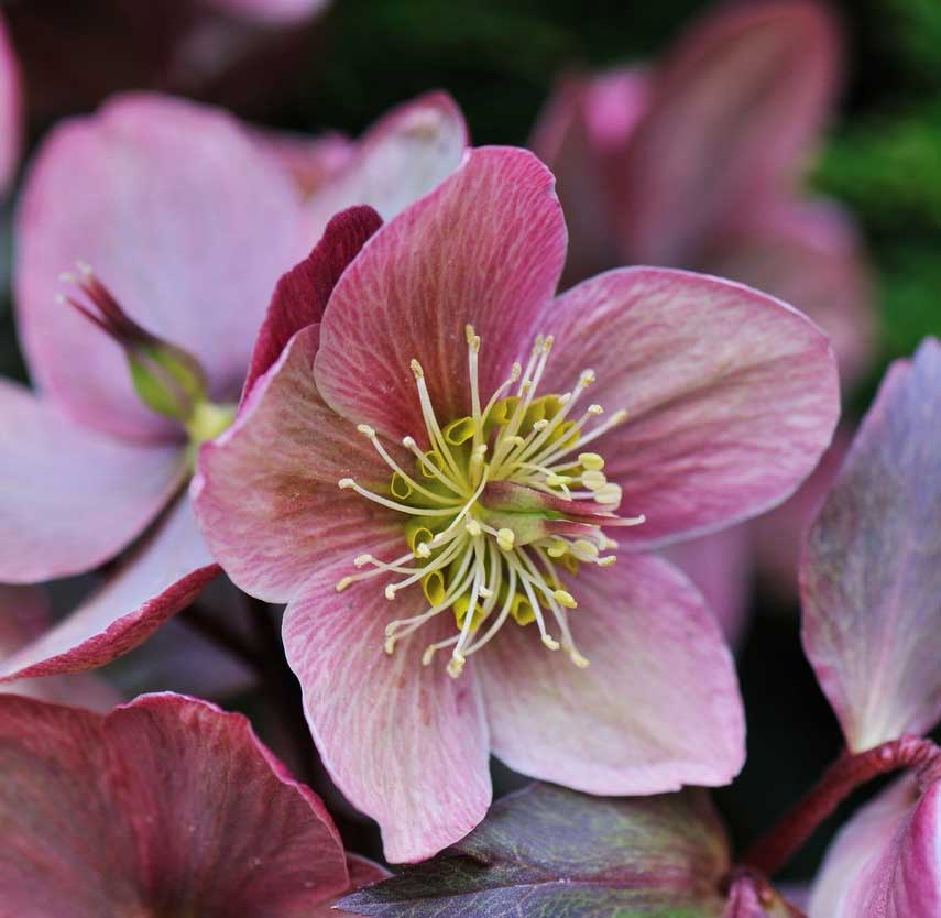 HELLEBORUS ORIENTALIS ROSE OF SPRING ROSA DI NATALE VASO 12CM