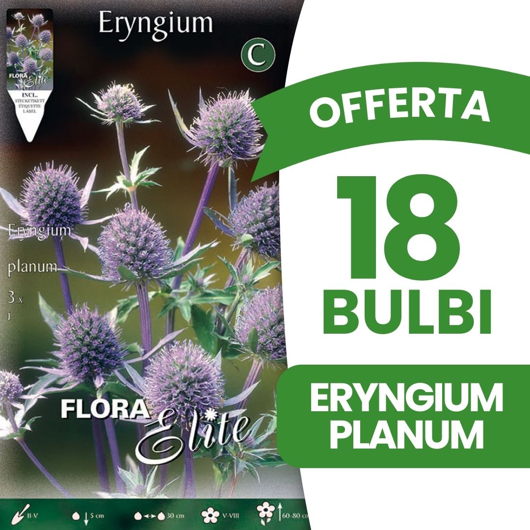OFFERTA 18 BULBI ERYNGIUM PLANUM