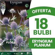 OFFERTA 18 BULBI ERYNGIUM PLANUM