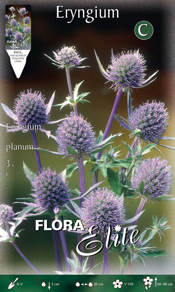 OFFERTA 18 BULBI ERYNGIUM PLANUM