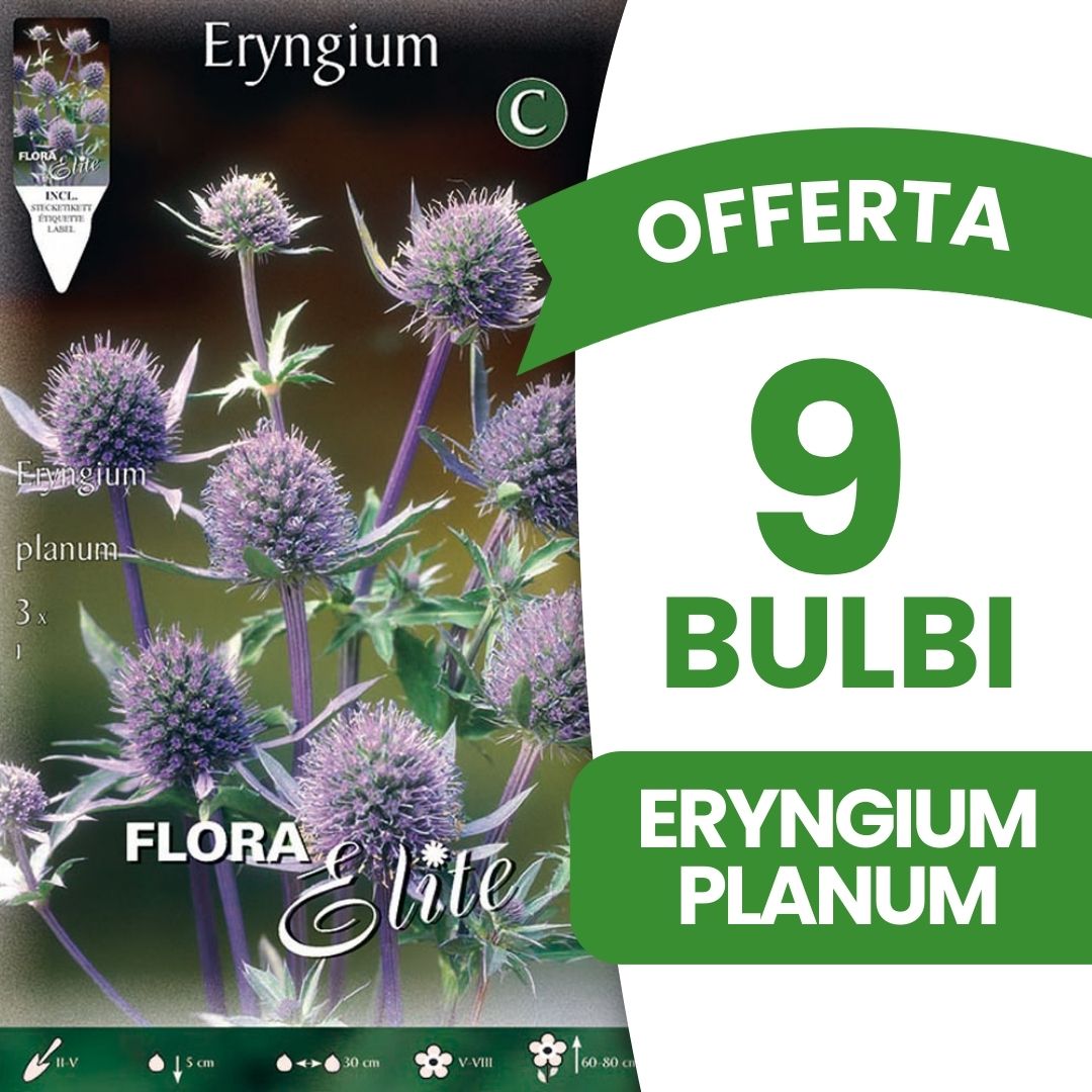 OFFERTA 9 BULBI ERYNGIUM PLANUM