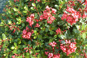 ESCALLONIA RED DREAM VASO 17CM