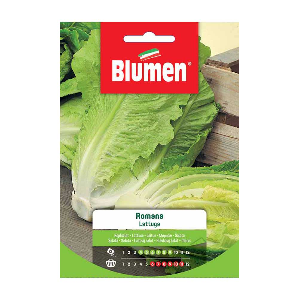 SEMI LATTUGA ROMANA BLUMEN