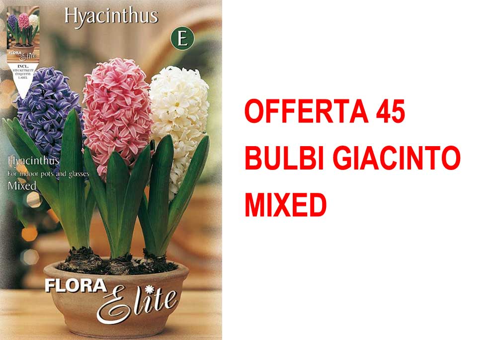 OFFERTA 45 BULBI GIACINTO MIXED