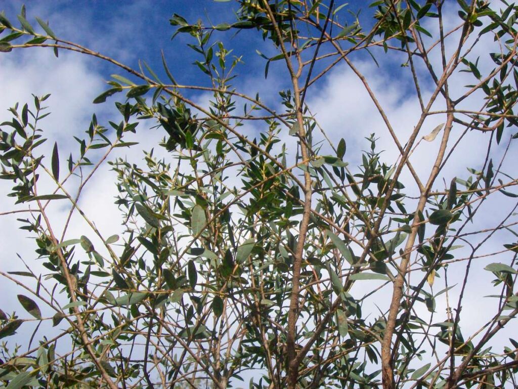 EUCALYPTUS PARVULA VASO 16CM