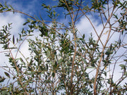 EUCALYPTUS PARVULA VASO 16CM