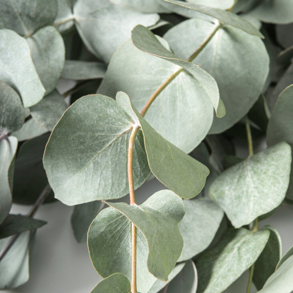 EUCALYPTUS CINEREA O EUCALIPTO VASO 19CM