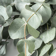 EUCALYPTUS CINEREA CESPUGLIO IN VASO 16CM