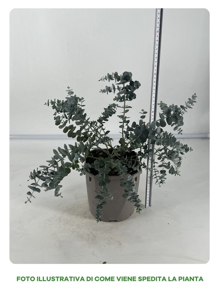 EUCALYPTUS CINEREA CESPUGLIO IN VASO 16CM