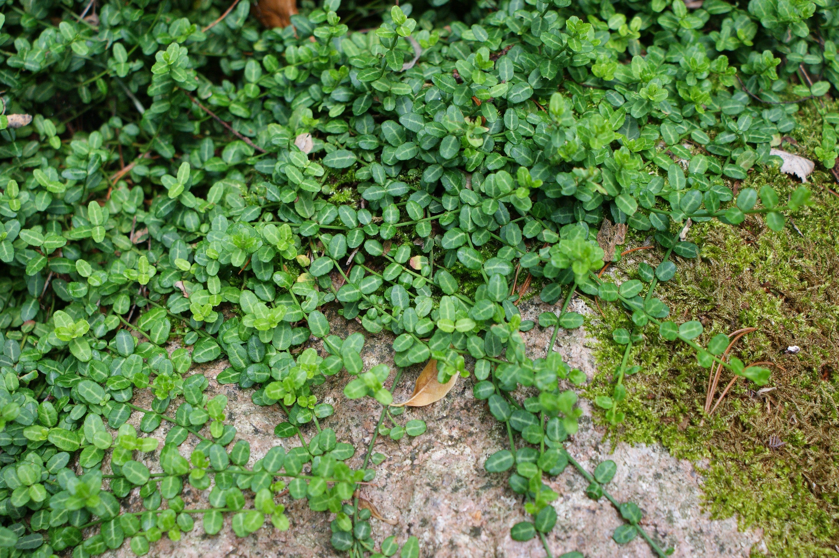 BOX 6 PIANTE EUONYMUS FORTUNEI MINIMUS VASO 9CM