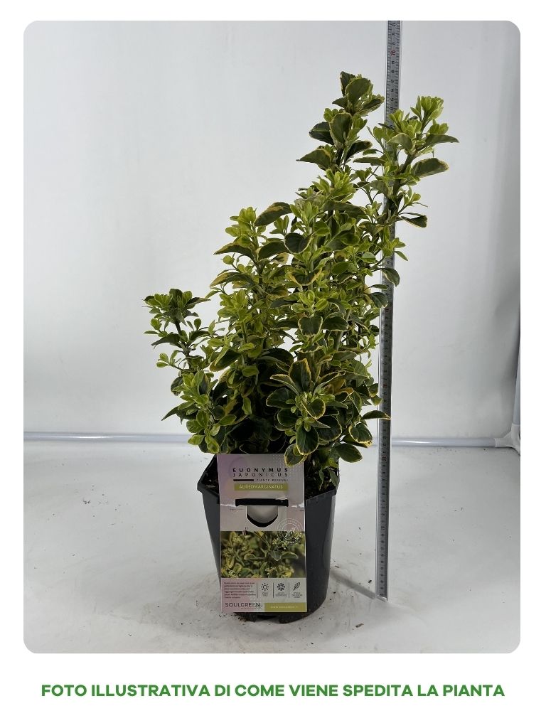 EUONIMUS JAPONICA AUREOMARGINATO IN VASO 17CM