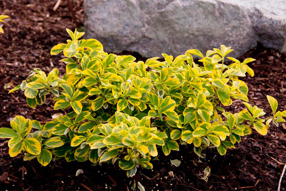 EUONYMUS FORTUNEI EMERALD GOLD BOX 4 PIANTE