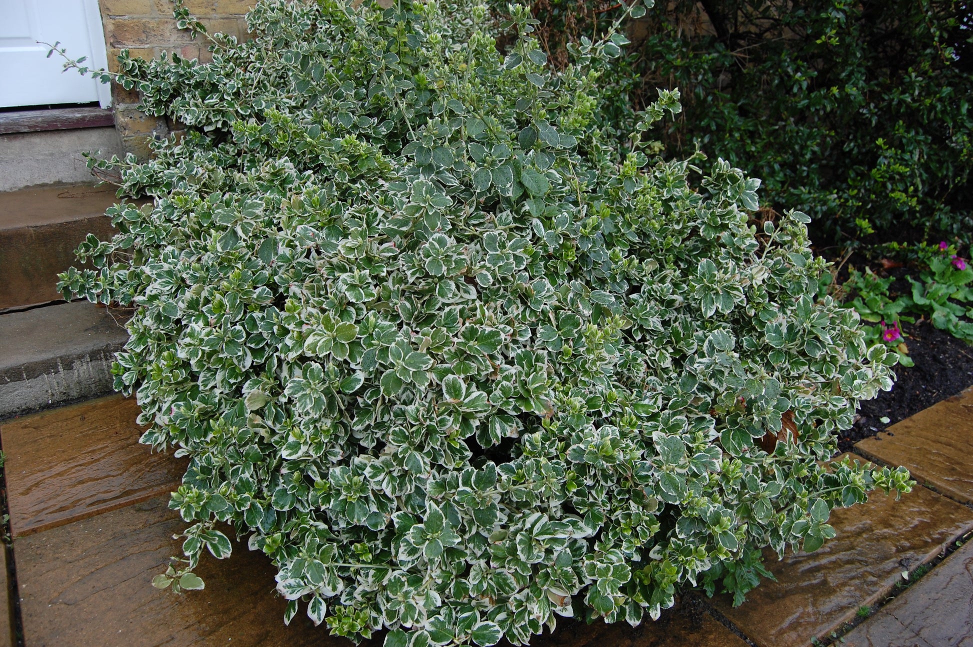 EUONYMUS FORTUNEI 'EMERALD GAIETY' VASO 23CM