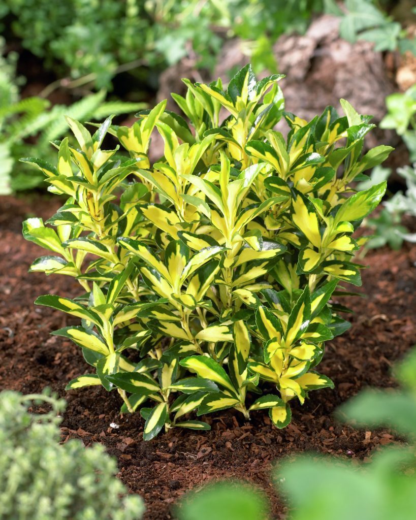 EUONYMUS JAPONICUS VASO 19CM