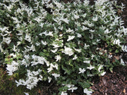 EUONYMUS FORTUNEI HARLEQUIN VASO 12CM