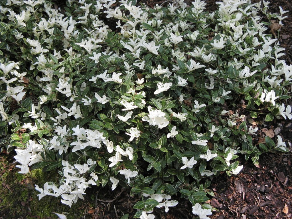 EUONYMUS FORTUNEI HARLEQUIN VASO 12CM