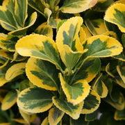 EUONYMUS AUREOMARGINATO IN VASO DA 9CM