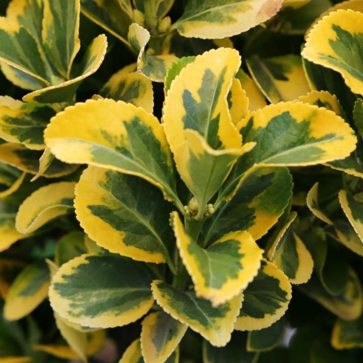 EUONYMUS AUREOMARGINATO IN VASO DA 9CM