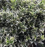 EUONYMUS MICROPHYLLUS IN VASO DA 9CM