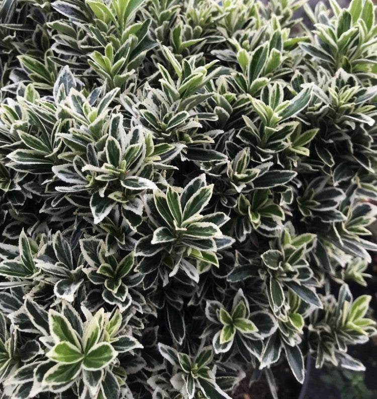 EUONYMUS MICROPHYLLUS IN VASO DA 9CM