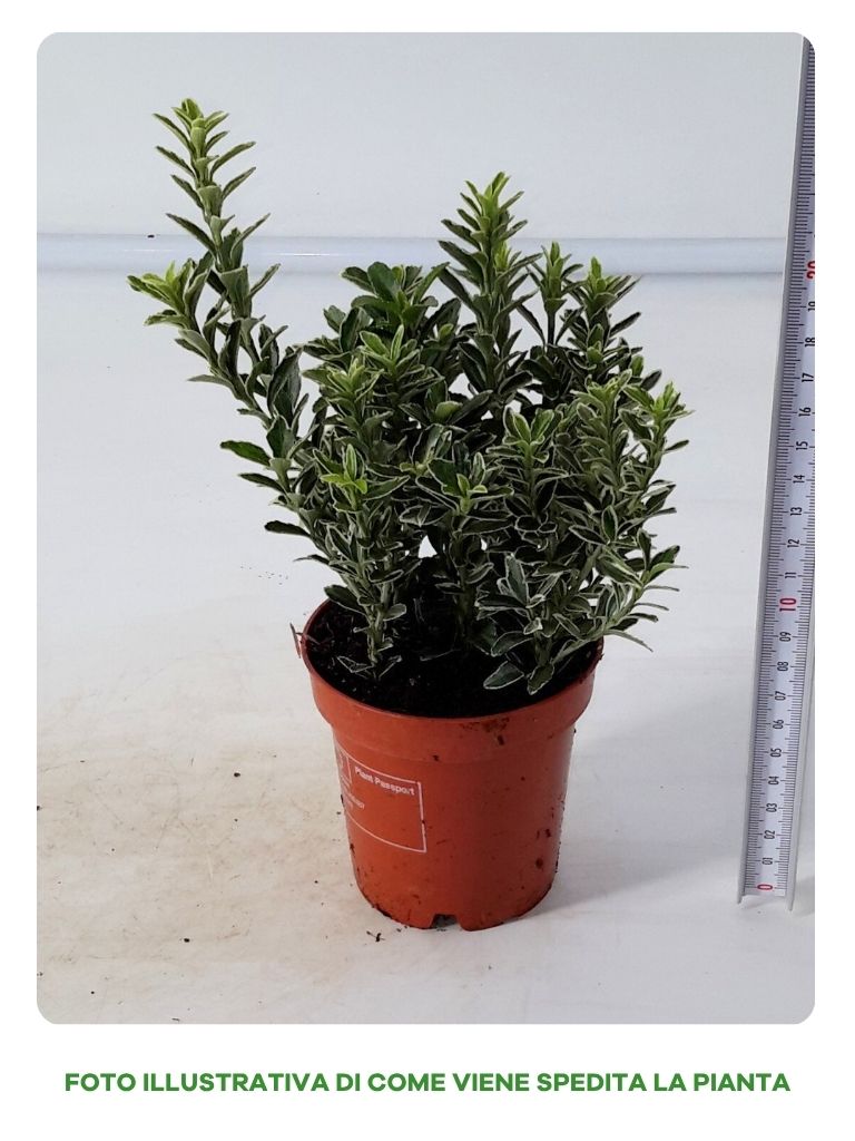 EUONYMUS MICROPHYLLUS IN VASO DA 9CM