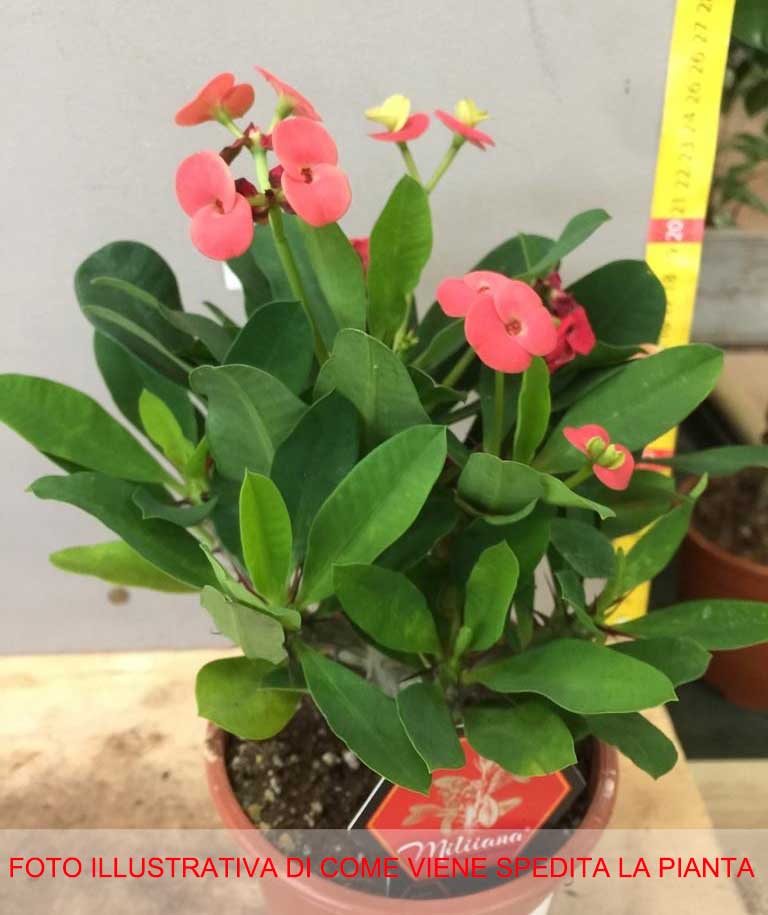 EUPHORBIA MILIII VULCANUS ROSSA VASO 12CM