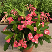 EUPHORBIA MILII VASO 10CM